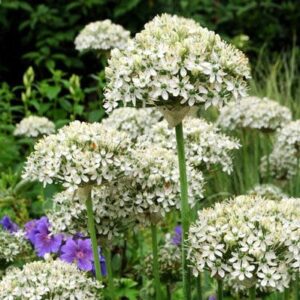 Allium nigrum