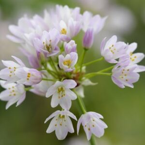 Allium roseum