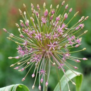 Allium schubertii