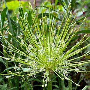 Allium schubertii Arctic Snow