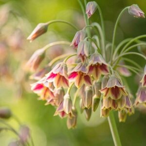 Allium siculum