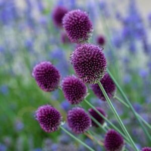 Allium sphaerocephalon