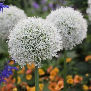 Allium stipitatum Mount Everest