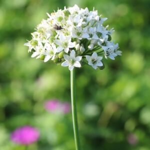 Allium tuberosum