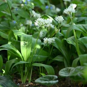 Allium ursinum