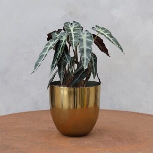 Alocasia Bambino Arrow