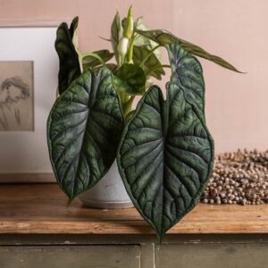Alocasia Dragon Scale