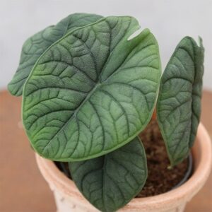 Alocasia Melo