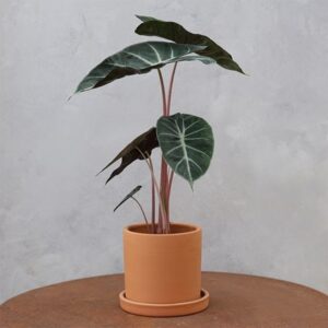 Alocasia Pink Dragon