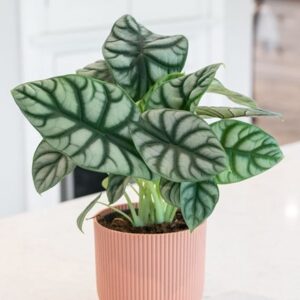 Alocasia Silver Dragon