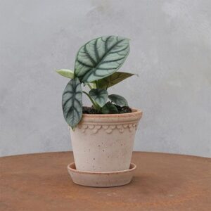 Alocasia Silver Dragon
