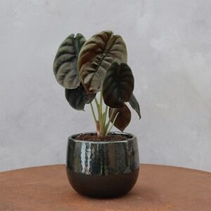 Alocasia cuprea Red Secret