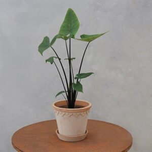 Alocasia zebrina Black Stem
