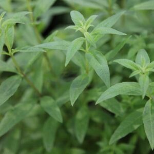 Aloysia citrodora