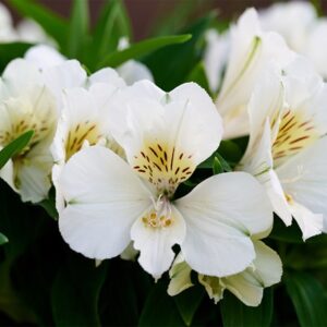 Alstroemeria Inticancha Sunburst