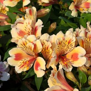 Alstroemeria Inticancha Sunset ('Tessunse') (Inticancha Sun Series)