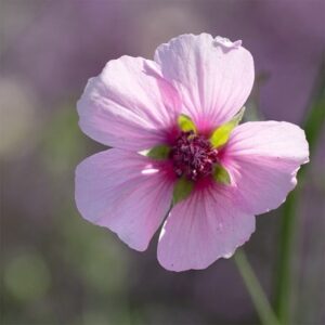 Althea cannabina