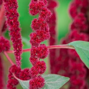 Amaranthus caudatus
