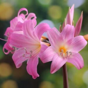 Amaryllis belladonna