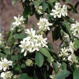 Amelanchier alnifolia Obelisk (PBR)