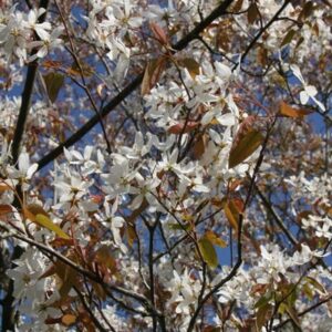 Amelanchier laevis Snowflakes