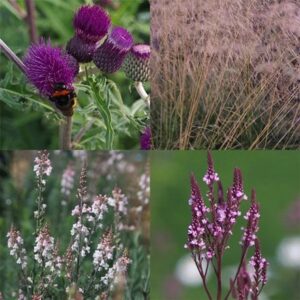 Amethyst spires mini-border collection