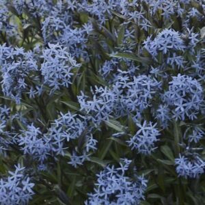 Amsonia tabernaemontana Storm Cloud