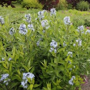 Amsonia tabernaemontana var. salicifolia