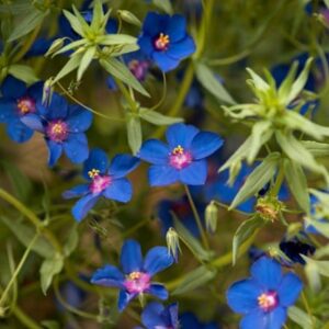 Anagallis monellii Skylover