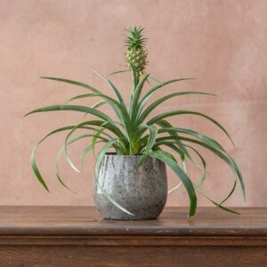 Ananas comosus Corona ('Duranas2') (PBR)