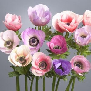 Anemone Galilee Pastel Mix