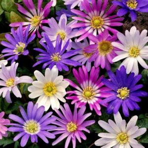 Anemone blanda Mixed
