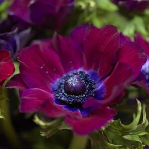Anemone coronaria (De Caen Group) Bordeaux