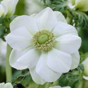 Anemone coronaria (De Caen Group) Die Braut