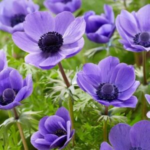Anemone coronaria (De Caen Group) Mister Fokker