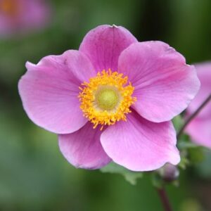 Anemone hupehensis Hadspen Abundance
