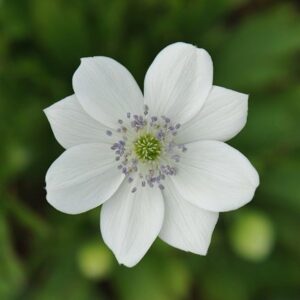Anemone leveillei