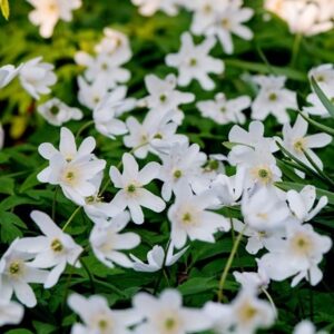 Anemone nemorosa