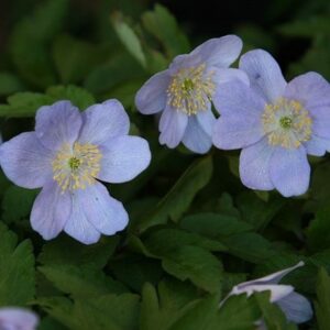 Anemone nemorosa Robinsoniana