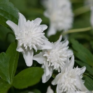 Anemone nemorosa Vestal
