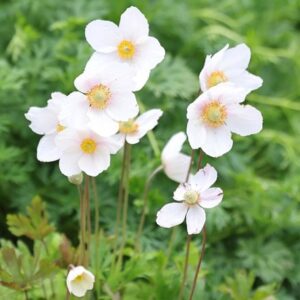Anemone sylvestris
