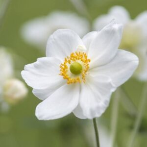 Anemone × hybrida Honorine Jobert