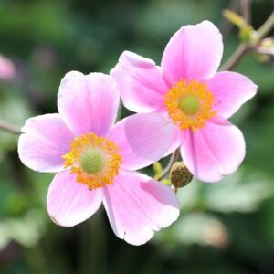 Anemone × hybrida September Charm