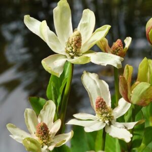 Anemopsis californica