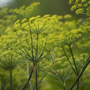 Anethum graveolens
