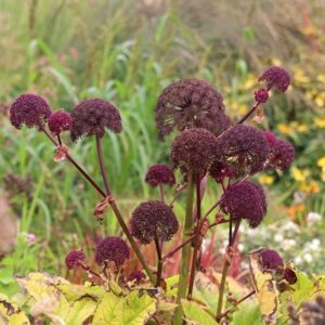 Angelica gigas