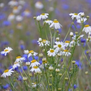 Anthemis arvensis
