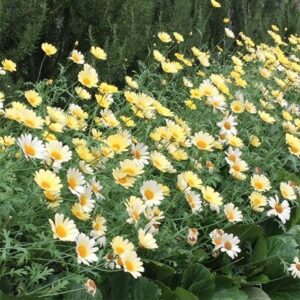 Anthemis tinctoria E.C. Buxton