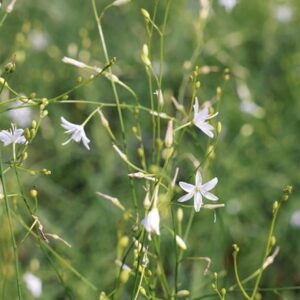 Anthericum ramosum