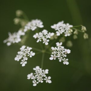 Anthriscus sylvestris